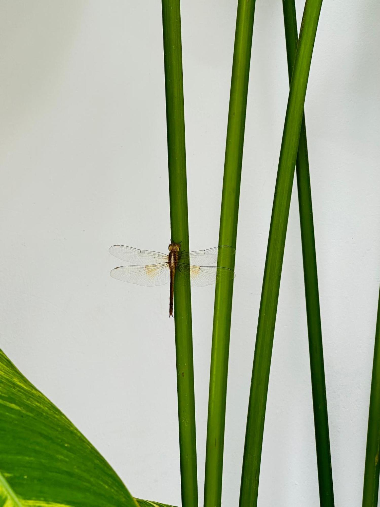 Palmcalina - Phuqui Beach House Cu Lao Thu Ngoại thất bức ảnh